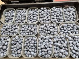 Zimbabwe’s blueberries break into lucrative China market